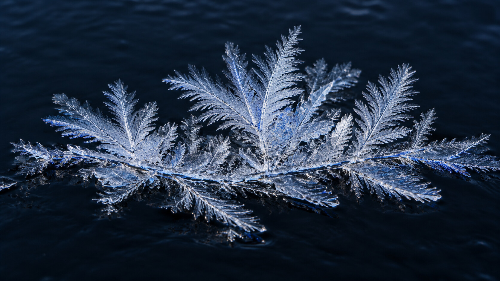 Ice crystals grow outward across dark water in orderly branches.